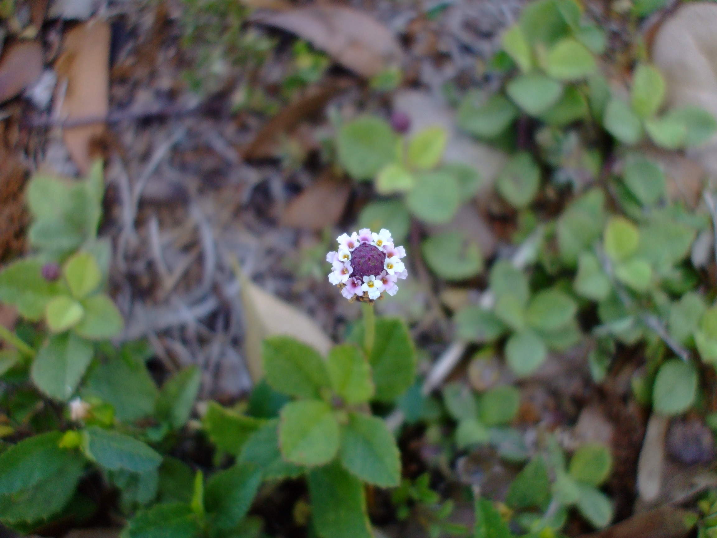 Phyla nodiflora